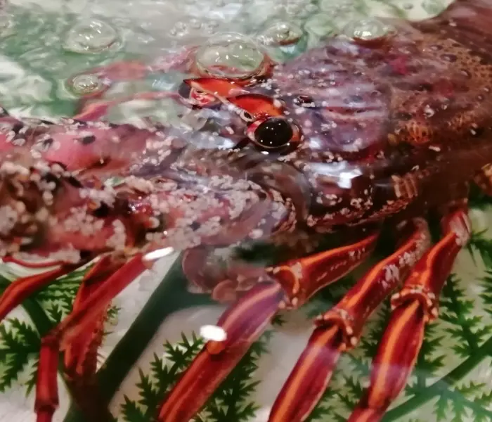 伊勢海老をはじめ、様々な水産物を提供しています